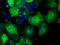 Nucleoredoxin Like 2 antibody, MA5-25134, Invitrogen Antibodies, Immunocytochemistry image 