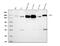 APN antibody, M02591-6, Boster Biological Technology, Western Blot image 