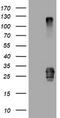 CD99 Molecule (Xg Blood Group) antibody, TA800822AM, Origene, Western Blot image 
