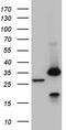 Proteasome subunit alpha type-7 antibody, CF810368, Origene, Western Blot image 