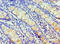 Histidyl-tRNA synthetase, cytoplasmic antibody, orb352519, Biorbyt, Immunohistochemistry paraffin image 