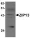 Solute Carrier Family 39 Member 13 antibody, PA5-21076, Invitrogen Antibodies, Western Blot image 