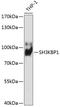 SH3 domain-containing kinase-binding protein 1 antibody, 18-411, ProSci, Western Blot image 