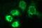 HERP1 antibody, M04908, Boster Biological Technology, Immunofluorescence image 