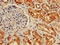 Histone H2B type 1-B antibody, LS-C369764, Lifespan Biosciences, Immunohistochemistry paraffin image 
