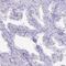 Cilia And Flagella Associated Protein 300 antibody, PA5-58452, Invitrogen Antibodies, Immunohistochemistry paraffin image 