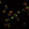 Protein lava lamp antibody, LS-C154992, Lifespan Biosciences, Immunofluorescence image 
