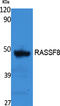 Ras association domain-containing protein 8 antibody, A11627, Boster Biological Technology, Western Blot image 