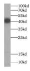 Cyclin I antibody, FNab02131, FineTest, Western Blot image 