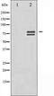 Lamin A/C antibody, orb99257, Biorbyt, Western Blot image 