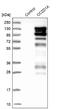 Coiled-Coil And C2 Domain Containing 1A antibody, NBP1-83666, Novus Biologicals, Western Blot image 