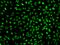 RNA polymerase II elongation factor ELL2 antibody, 205917-T02, Sino Biological, Immunohistochemistry paraffin image 