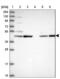 Phosphatidylcholine:ceramide cholinephosphotransferase 1 antibody, NBP1-92435, Novus Biologicals, Western Blot image 