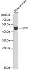 NCK Adaptor Protein 1 antibody, GTX32738, GeneTex, Western Blot image 