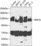 RING finger protein 31 antibody, 23-470, ProSci, Western Blot image 