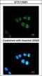 Mediator Complex Subunit 17 antibody, GTX115241, GeneTex, Immunocytochemistry image 