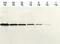 6x-His Epitope Tag antibody, MA1-4806, Invitrogen Antibodies, Western Blot image 