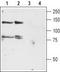 Potassium voltage-gated channel subfamily H member 4 antibody, TA328971, Origene, Western Blot image 