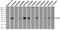Fc Fragment Of IgG Receptor IIa antibody, TA500668, Origene, Immunoprecipitation image 