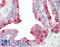 CutA Divalent Cation Tolerance Homolog antibody, LS-B10580, Lifespan Biosciences, Immunohistochemistry frozen image 