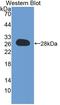 DnaJ Heat Shock Protein Family (Hsp40) Member C12 antibody, LS-C373708, Lifespan Biosciences, Western Blot image 