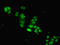Histone H2B type 1-B antibody, LS-C369764, Lifespan Biosciences, Immunofluorescence image 