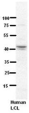 NADH:Ubiquinone Oxidoreductase Subunit V3 antibody, TA338015, Origene, Western Blot image 