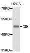 Recepin antibody, STJ112172, St John