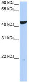 Keratin 23 antibody, TA342381, Origene, Western Blot image 
