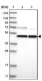 Prolyl-TRNA Synthetase 2, Mitochondrial antibody, NBP2-33912, Novus Biologicals, Western Blot image 