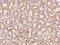 Collagen Triple Helix Repeat Containing 1 antibody, 80712-T24, Sino Biological, Immunohistochemistry frozen image 