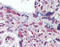 ETS Variant 4 antibody, 51-317, ProSci, Immunohistochemistry frozen image 