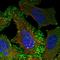 ENAH Actin Regulator antibody, HPA028448, Atlas Antibodies, Immunofluorescence image 