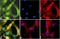 Barkor antibody, 701670, Invitrogen Antibodies, Immunofluorescence image 