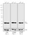 Mouse IgG (H+L) antibody, A24521, Invitrogen Antibodies, Western Blot image 