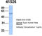 SEPT9 antibody, TA339928, Origene, Western Blot image 