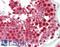 SMAP antibody, LS-B10257, Lifespan Biosciences, Immunohistochemistry frozen image 