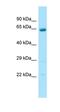 Arylsulfatase Family Member J antibody, orb326630, Biorbyt, Western Blot image 