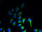 Zinc Finger DHHC-Type Containing 20 antibody, A65238-100, Epigentek, Immunofluorescence image 