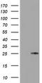 Metalloproteinase inhibitor 2 antibody, TA504191S, Origene, Western Blot image 
