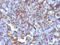 Macrophage and Histiocytoma Marker antibody, orb389052, Biorbyt, Immunohistochemistry paraffin image 