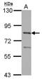 Protein Arginine Methyltransferase 7 antibody, NBP2-19939, Novus Biologicals, Western Blot image 