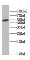 Coiled-Coil Domain Containing 105 antibody, FNab01344, FineTest, Western Blot image 