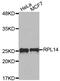 Ribosomal Protein L14 antibody, MBS129355, MyBioSource, Western Blot image 