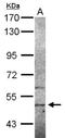 Sialic Acid Binding Ig Like Lectin 12 (Gene/Pseudogene) antibody, NBP2-20362, Novus Biologicals, Western Blot image 