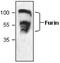 Furin, Paired Basic Amino Acid Cleaving Enzyme antibody, GTX59742, GeneTex, Western Blot image 