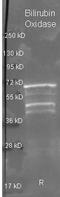 Bilirubin oxidase antibody, orb344194, Biorbyt, Western Blot image 