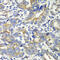 4-Aminobutyrate Aminotransferase antibody, 19-570, ProSci, Immunohistochemistry paraffin image 