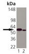 Calreticulin antibody, GTX42683, GeneTex, Western Blot image 