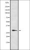 Protein Kinase AMP-Activated Non-Catalytic Subunit Beta 2 antibody, orb337555, Biorbyt, Western Blot image 